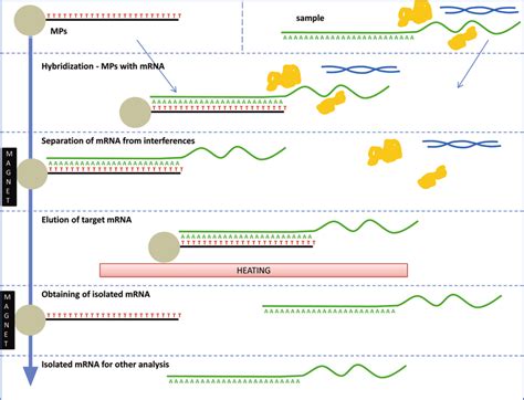 Chapter 2.1 Isolation of mRNA .